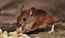 24 Hour & Emergency Exterminators in Grantham, PA